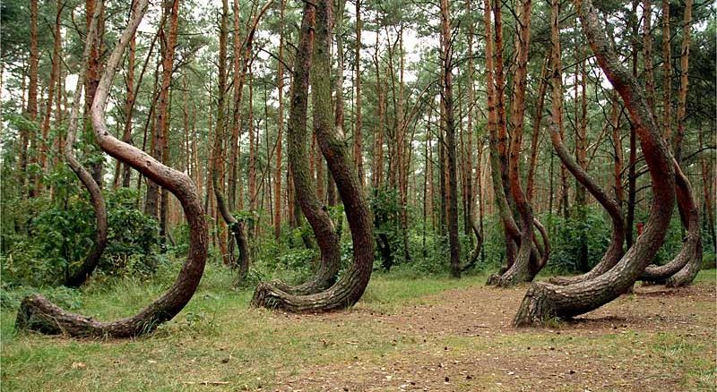 Танцующий лес