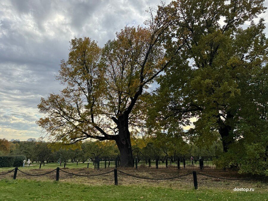 Старинные дубы в Коломенском — деревья возрастом более 500 лет, свидетели эпохи Ивана Грозного и Романовых