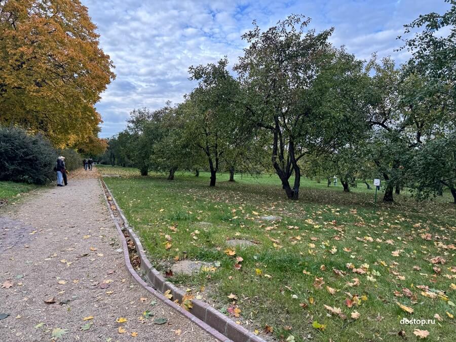 Коломенские сады в музее-заповеднике Коломенское — старинные яблоневые аллеи XVII века