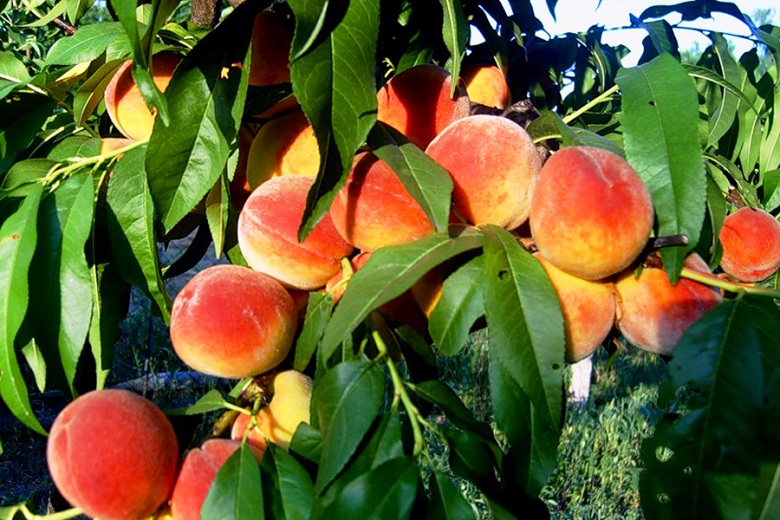 Крымские персики