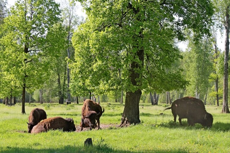 Зубры в Приокско-Террасном заповеднике на фоне весеннего леса