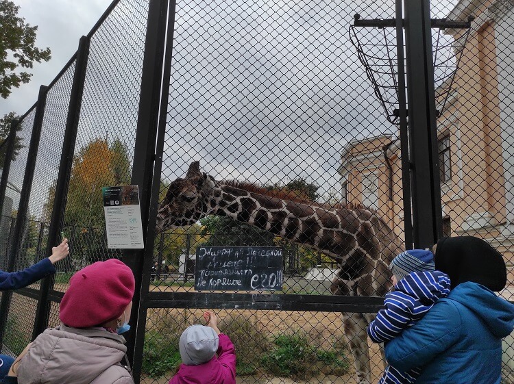 Жираф Самсон в Московском зоопарке