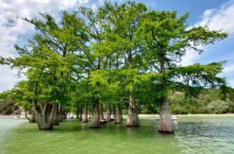 Кипарисовое озеро в Сукко с деревьями, растущими в воде