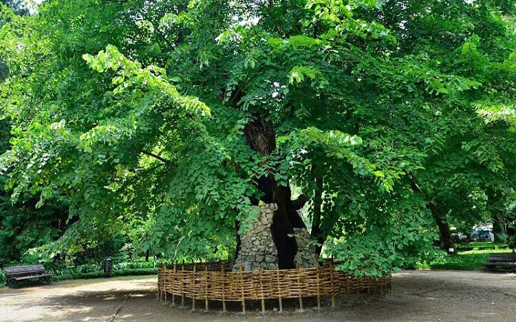 Липа кавказская Сухумский ботанический сад