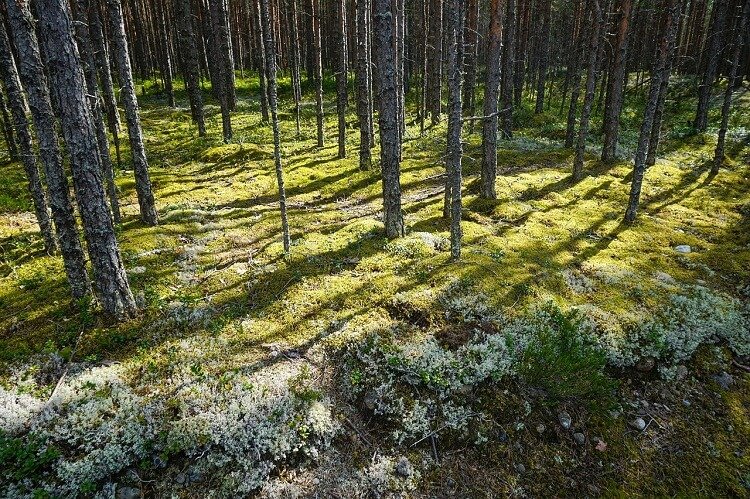 Карельский лес