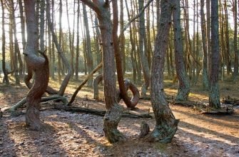 Изогнутые сосны с кольцевидными стволами в Танцующем лесу на Куршской косе