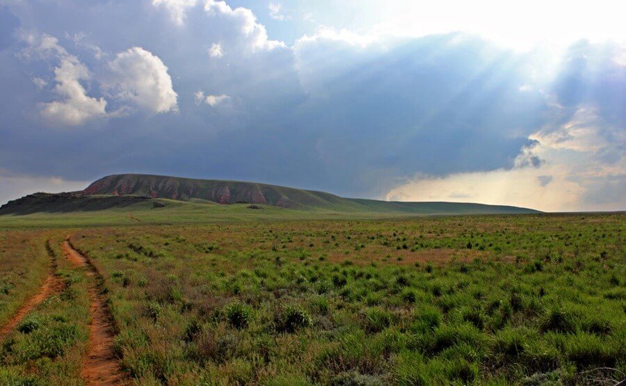 Цветение тюльпанов в степи у озера Баскунчак весной