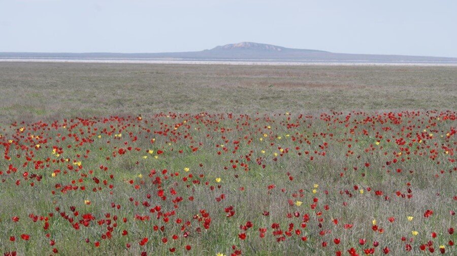 Цветение тюльпанов в степи у озера Баскунчак весной